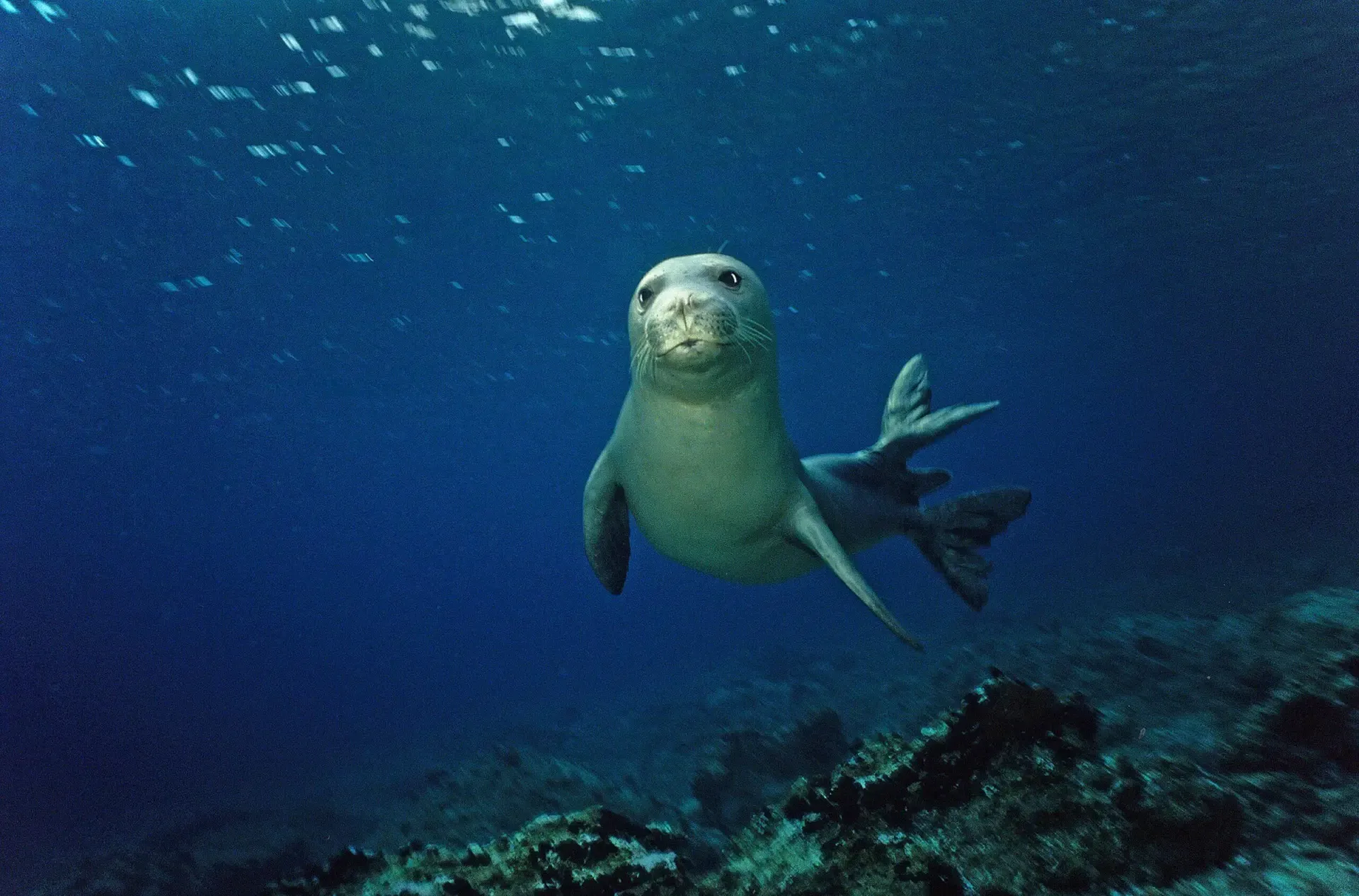 Foca Monaca