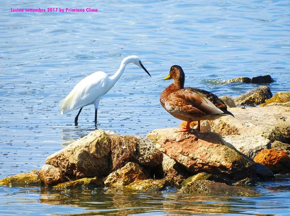 Fauna della laguna