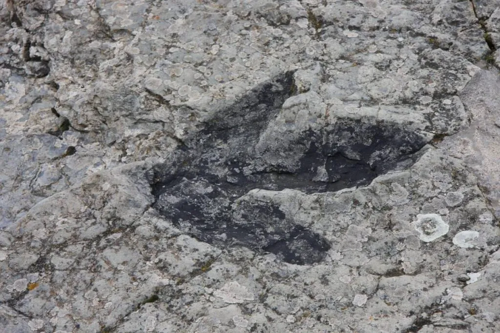 orma dinosauro