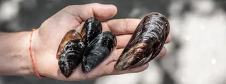 Gusci delle cozze da buttare? Macché. Diventano arredo.