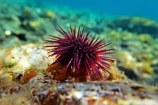 Mi presento: sono il riccio di mare. Buono da gustare ma in via di estinzione