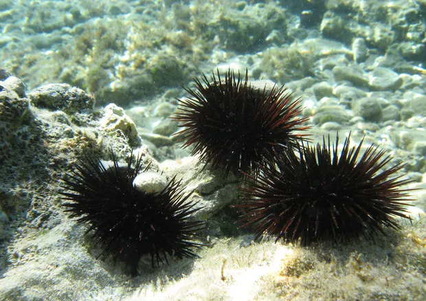 ricci di mare