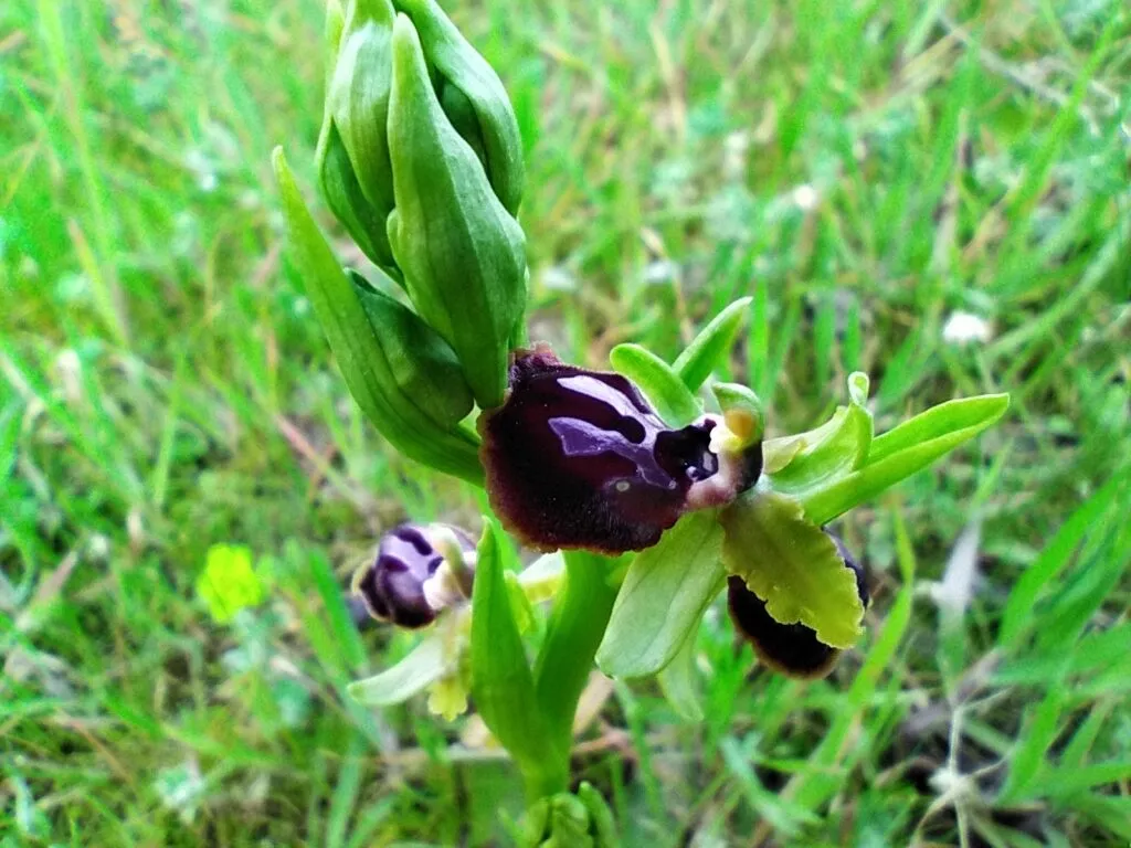 Orchidea