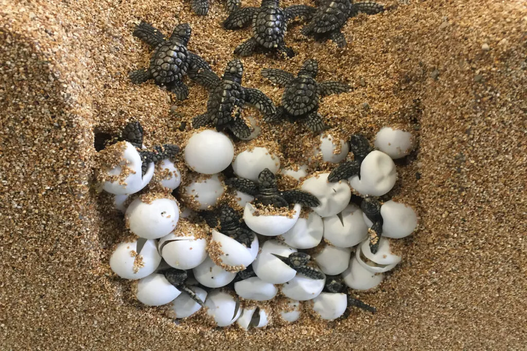 Caretta Caretta