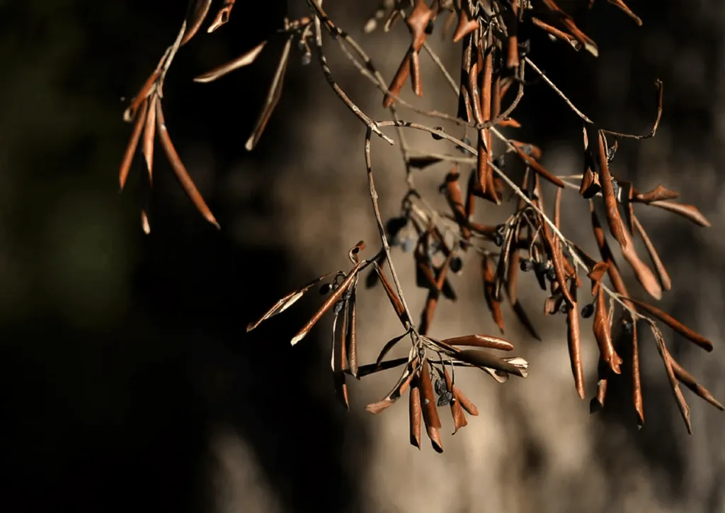 xylella moda