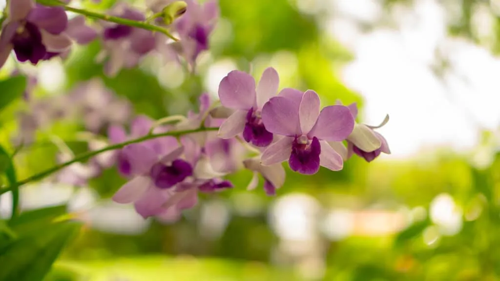 Orchidea