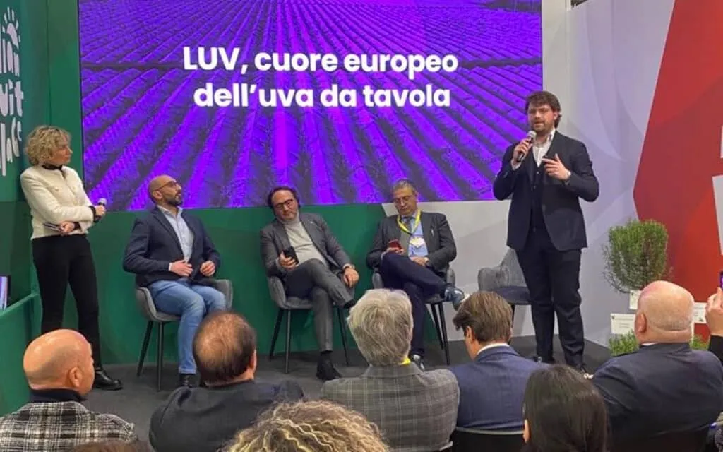 Uva da tavola
