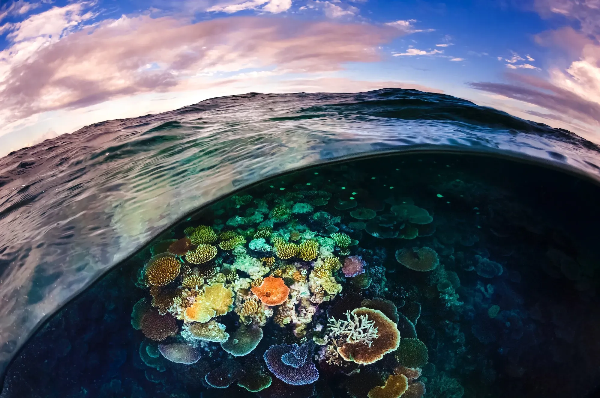 Fauna oceanica