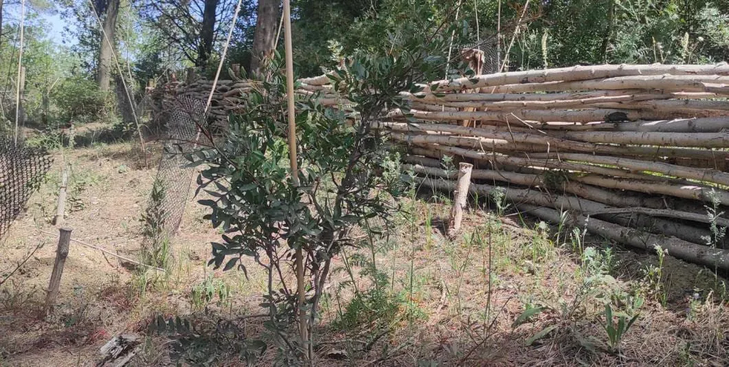 Bosco difesa grande